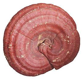 《钢铁收割：完整版》预告 10月26日登陆主机 